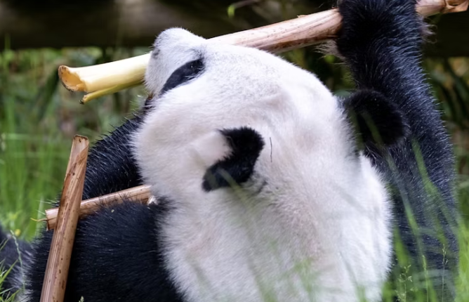 In 2008, China Travel Service Corporation was entrusted 